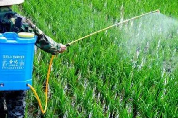 如何制做植物农药,用清水浸泡草木灰、过滤后可用溶液防治蚜虫