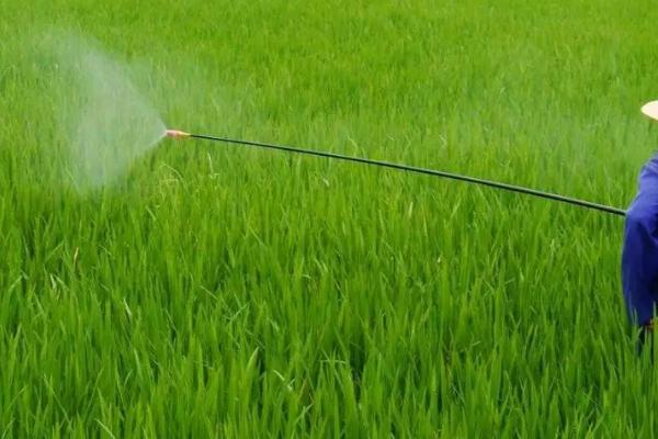 如何制做植物农药,用清水浸泡草木灰、过滤后可用溶液防治蚜虫