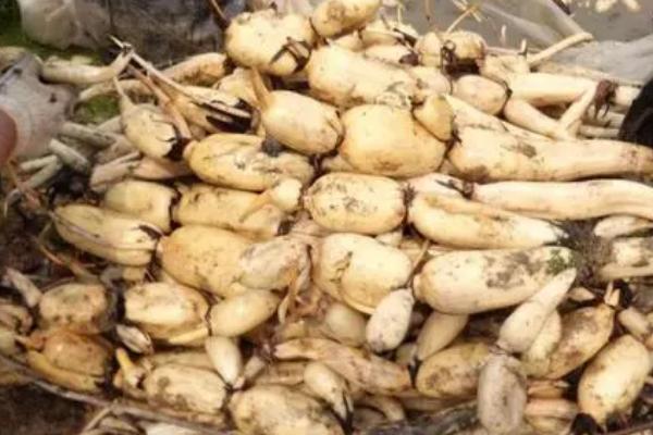 莲藕怎么贮藏保鲜,与湿沙相间叠放可保鲜60天左右