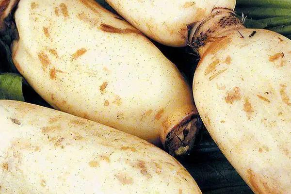 莲藕怎么贮藏保鲜,与湿沙相间叠放可保鲜60天左右