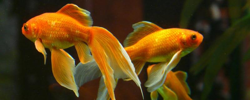 养金鱼要用什么水