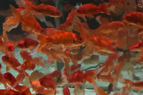 养金鱼要用什么水,河水、湖水、地下水、自来水均可使用