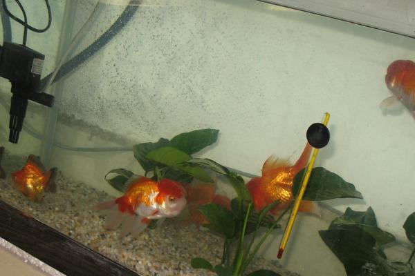 养金鱼要用什么水,河水、湖水、地下水、自来水均可使用