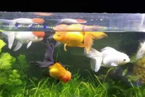 养金鱼要用什么水,河水、湖水、地下水、自来水均可使用