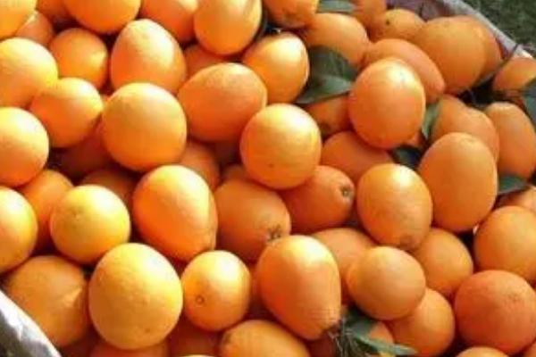 橙子的采摘方法,可在距离果蒂2厘米处剪下果实