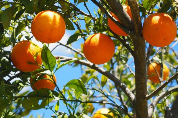 橙子的采摘方法,可在距离果蒂2厘米处剪下果实