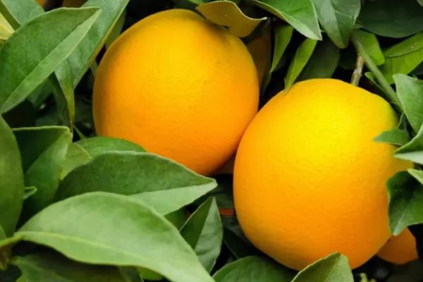 橙子的采摘方法,可在距离果蒂2厘米处剪下果实