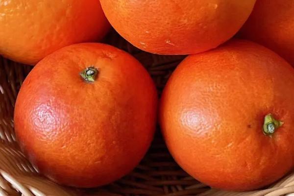 橙子的采摘方法,可在距离果蒂2厘米处剪下果实