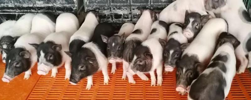 刚出生的猪仔拉稀如何处理