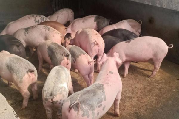 刚出生的猪仔拉稀如何处理,可让猪仔口服庆大霉素、并对猪圈做消毒工作