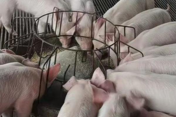 刚出生的猪仔拉稀如何处理,可让猪仔口服庆大霉素、并对猪圈做消毒工作