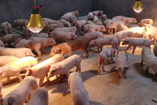 刚出生的猪仔拉稀如何处理,可让猪仔口服庆大霉素、并对猪圈做消毒工作