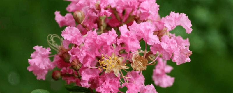 百日红怎么繁殖