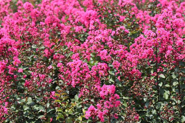 百日红怎么繁殖,可采用播种、扦插、分株等方法