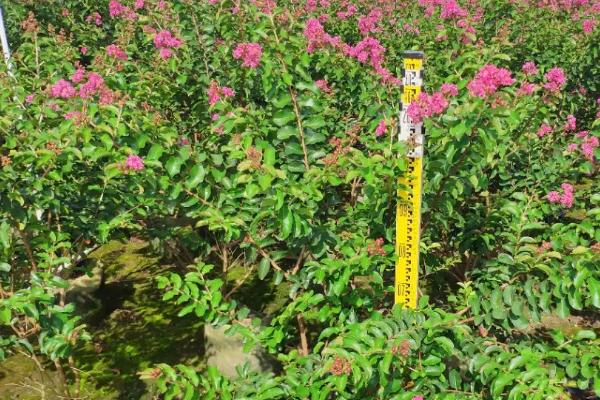 百日红怎么繁殖,可采用播种、扦插、分株等方法