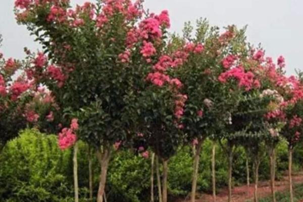 百日红怎么繁殖,可采用播种、扦插、分株等方法