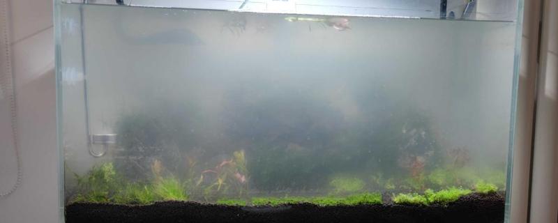 鱼缸水发白是怎么回事