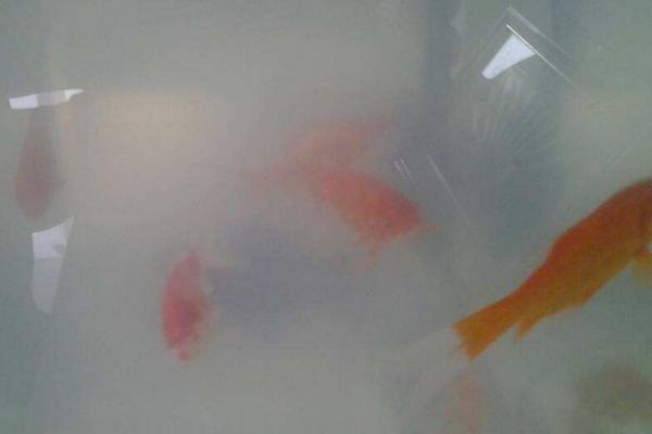 鱼缸水发白是怎么回事,一般是因为硝化系统没有建立好