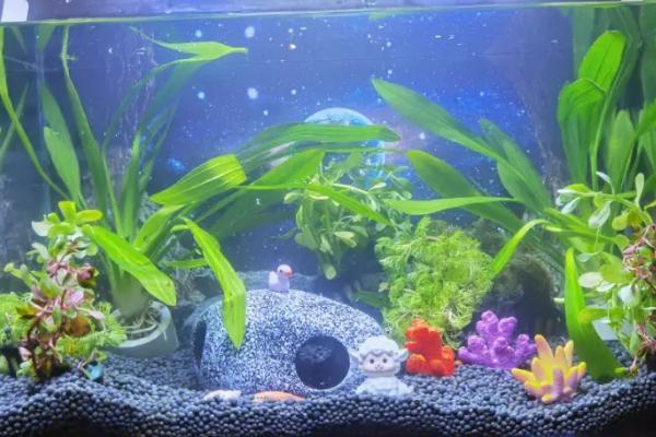 鱼缸水发白是怎么回事,一般是因为硝化系统没有建立好