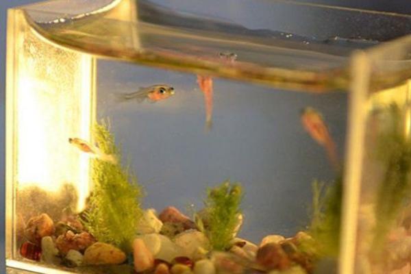 鱼缸水发白是怎么回事,一般是因为硝化系统没有建立好