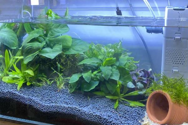 鱼缸水发白是怎么回事,一般是因为硝化系统没有建立好