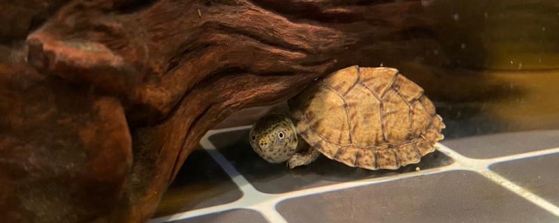 剃刀龟可以长到什么程度