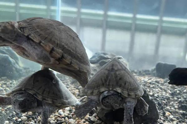 剃刀龟可以长到什么程度,成年后体长可达到15厘米左右