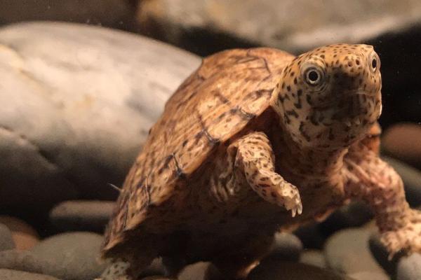 剃刀龟可以长到什么程度,成年后体长可达到15厘米左右