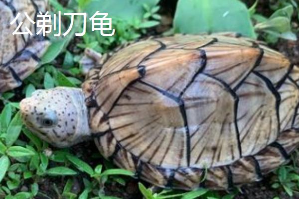 剃刀龟可以长到什么程度,成年后体长可达到15厘米左右