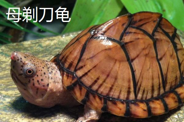 剃刀龟可以长到什么程度,成年后体长可达到15厘米左右