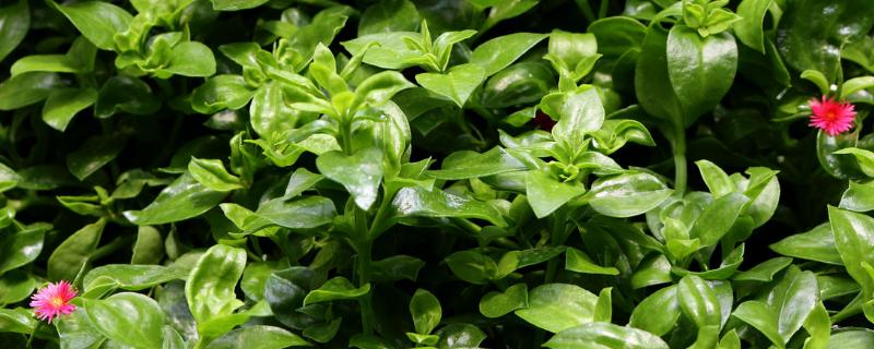 穿心莲冬天会不会冻死