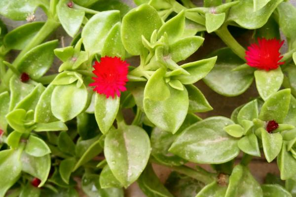 穿心莲冬天会不会冻死,如果遇到了霜降会直接死亡