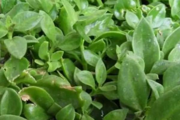 穿心莲冬天会不会冻死,如果遇到了霜降会直接死亡