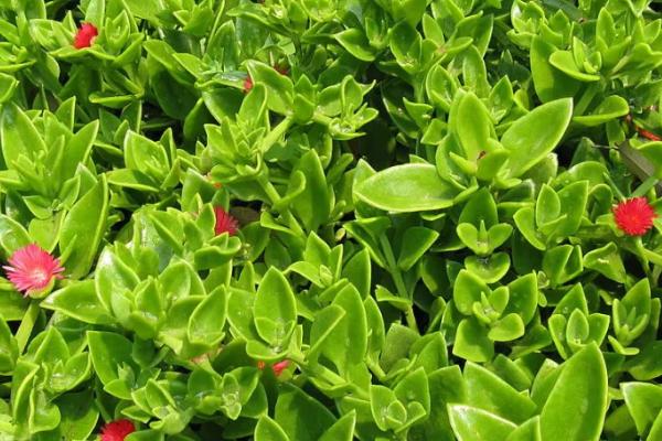 穿心莲冬天会不会冻死,如果遇到了霜降会直接死亡