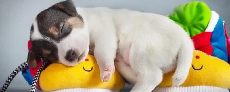 狗做梦发出哼唧声是否要叫醒