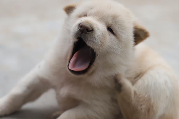 狗做梦发出哼唧声是否要叫醒,属于正常情况一般不用叫醒