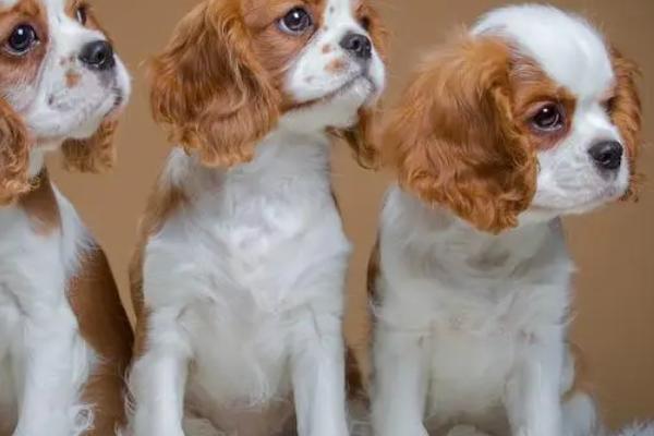 狗做梦发出哼唧声是否要叫醒,属于正常情况一般不用叫醒