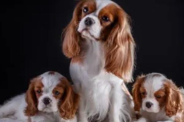 狗做梦发出哼唧声是否要叫醒,属于正常情况一般不用叫醒