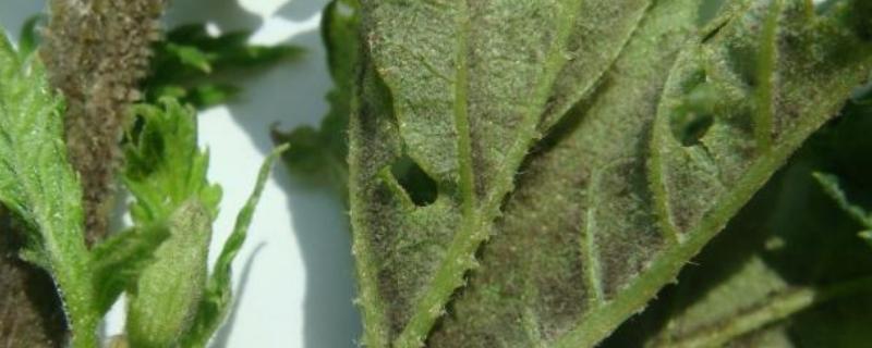 啤酒花霜霉病的症状