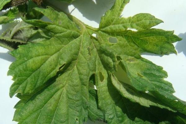 啤酒花霜霉病的症状,叶片上会出现多角形病斑