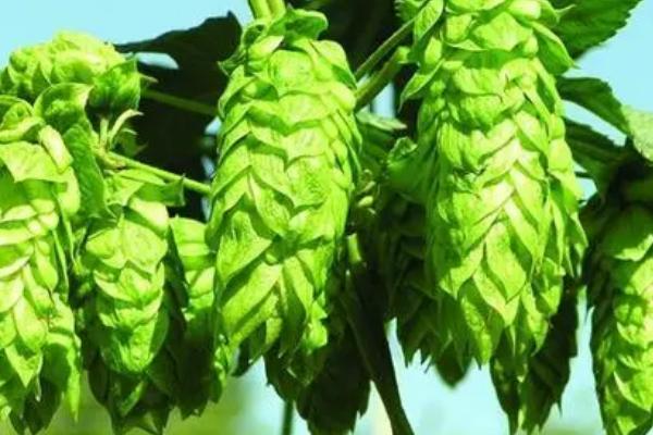 啤酒花霜霉病的症状,叶片上会出现多角形病斑