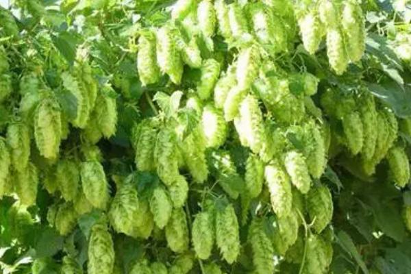 啤酒花霜霉病的症状,叶片上会出现多角形病斑