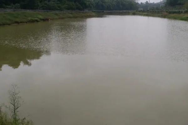 虾塘缺氧怎么解决,可以往池塘中泼洒一些增氧剂