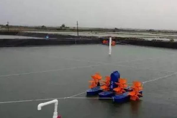 虾塘缺氧怎么解决,可以往池塘中泼洒一些增氧剂