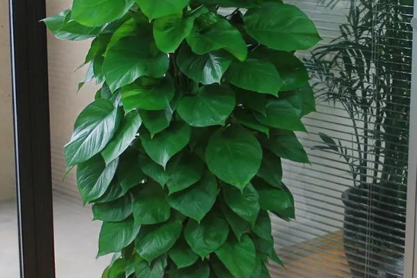 绿萝的产地，原产于中美、南美的热带雨林地区