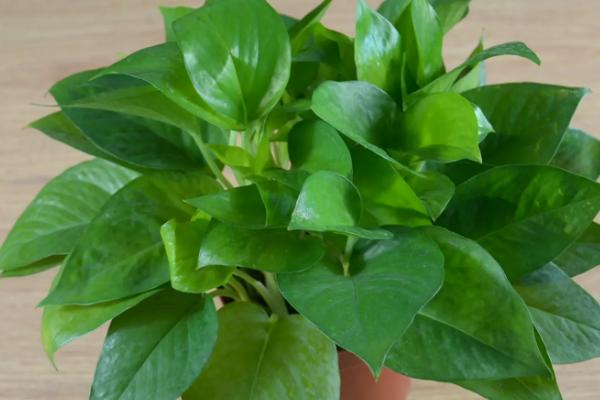 绿萝的产地，原产于中美、南美的热带雨林地区