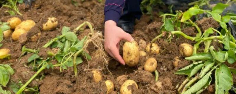 如何预防马铃薯病虫害