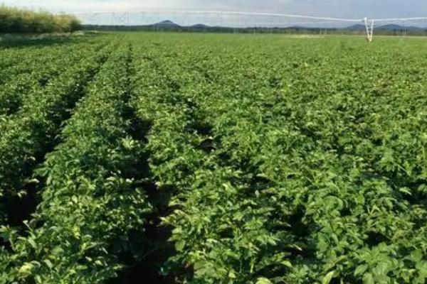 如何预防马铃薯病虫害,主要有这3种方法