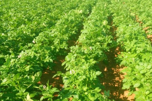 如何预防马铃薯病虫害,主要有这3种方法