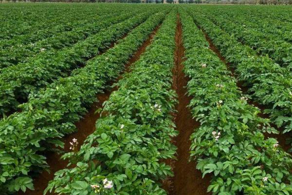 如何预防马铃薯病虫害,主要有这3种方法
